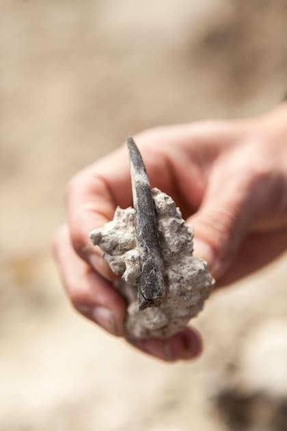 Punta de cornamenta de Morenelaphus, un tipo de ciervo fósil.