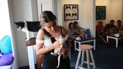Punta del Este, verano 2018, bar gatitos, gatos, animales, adopción responsable, café