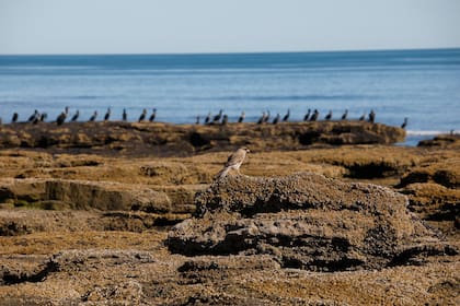 Punta Mejillón, en Río Negro, tiene una magia especial