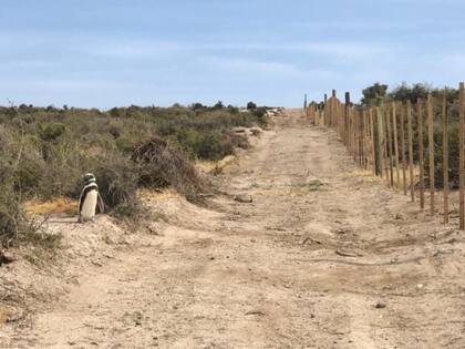 Punta Tombo. Gentileza La Jornada