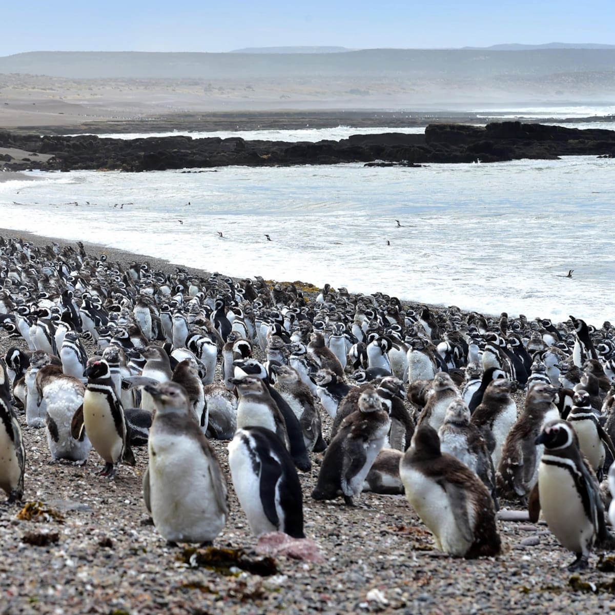 Punta Tombo: más de un millón de pingüinos ocupan las playas y se convierten en un gran atractivo turístico - LA NACION
