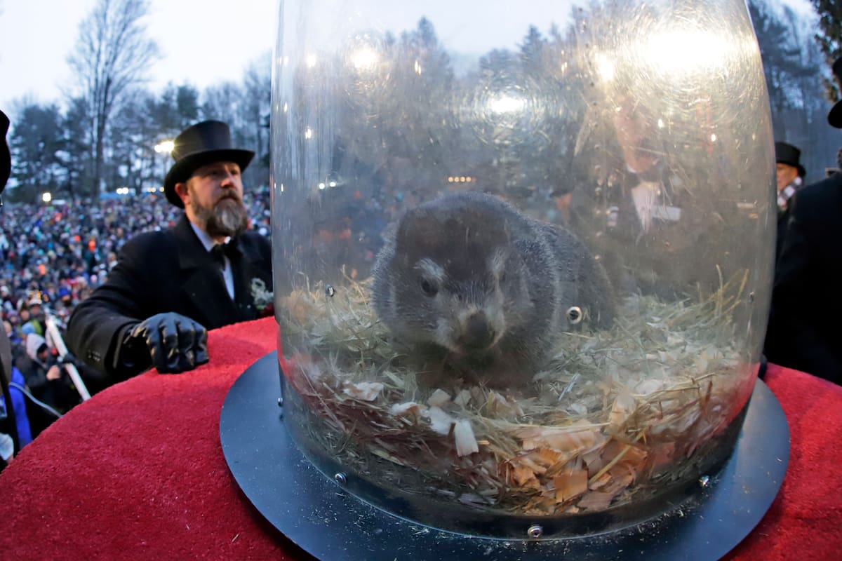 Punxsutawney Phil, la marmota cuyos movimientos, según la tradición predicen cuánto más durará el invierno, en Gobbler's Knob, Pensilvania