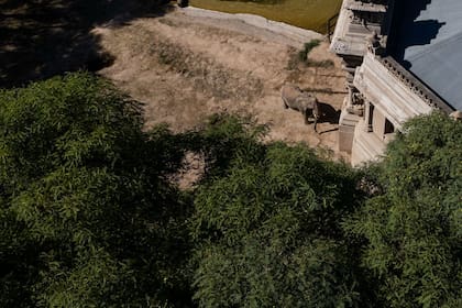 Pupy está en el Ecoparque desde 1993