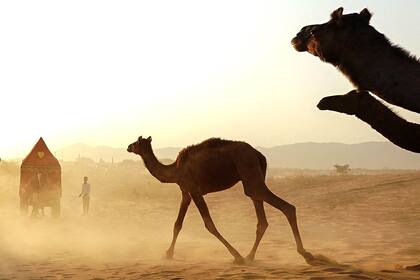 Pushkar, India. Edición fotográfica de Diego Barros