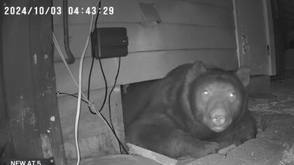 Puso una cámara en el exterior del sótano de su casa en California sin esperar la sorpresa con la que se encontraría: un oso que entraba y salía de noche