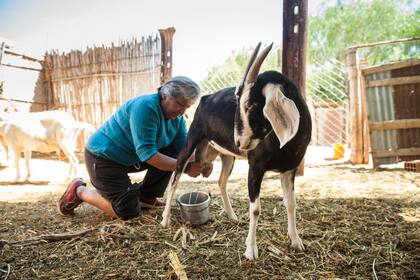 Ramona Sajama ordeña su cabra en su casa de Maimará, Jujuy.