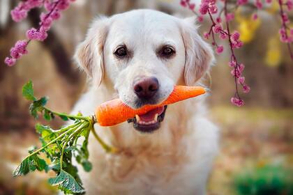 ¿Qué alimentos naturales se les pueden dar a las mascotas?
