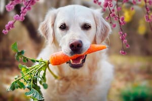 ¿Qué alimentos naturales se les pueden dar a las mascotas?