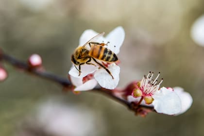 Qué beneficios traen las abejas