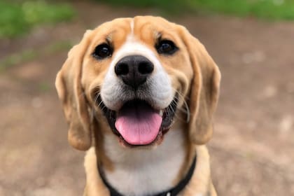 ¿Qué cantidad de perros visualizas? Tu respuesta determinará tu edad mental