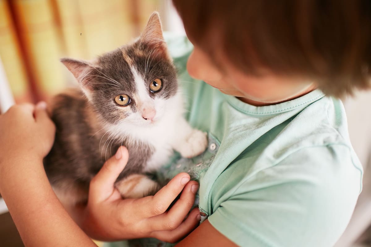 Qué características suelen tener las personas que disfrutan acariciar gatos