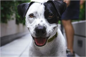 Qué consecuencias puede traer el sobrepeso en los perros