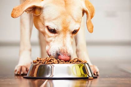 Qué considerar al comprarle alimento a tu mascota según su salud