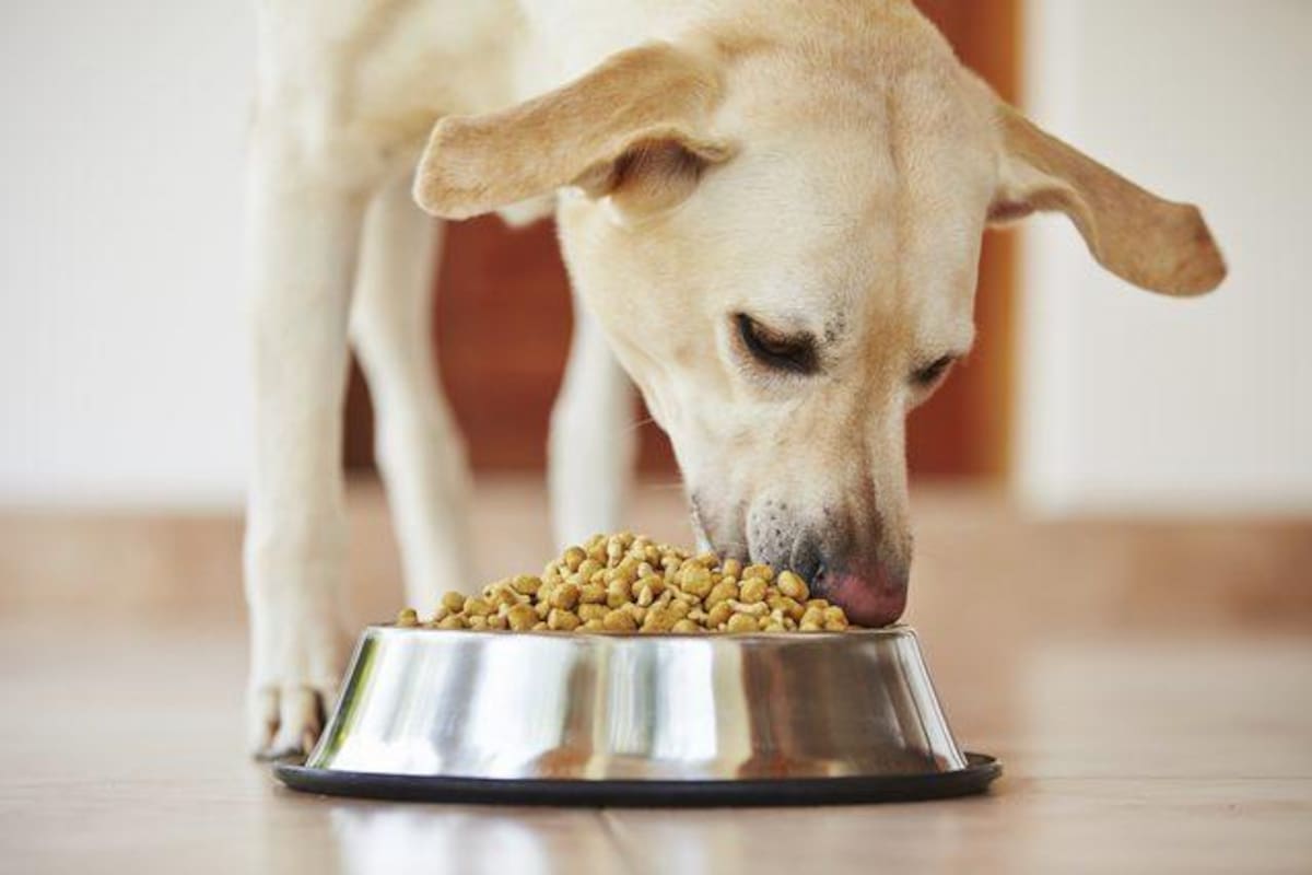 Qué considerar al comprarle alimento a tu mascota según su salud