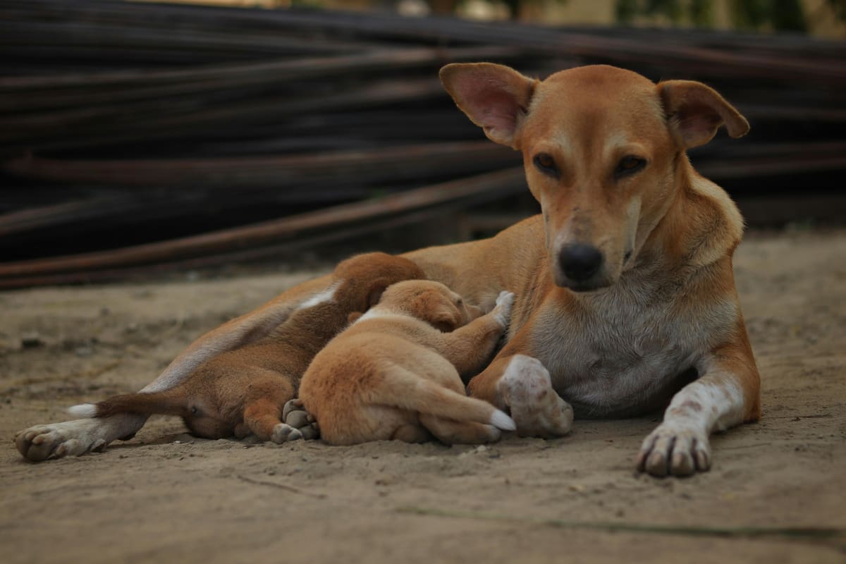 Qué cuidados tenés que tener en cuenta para corroborar la salud de tu perra luego de que dio a luz
