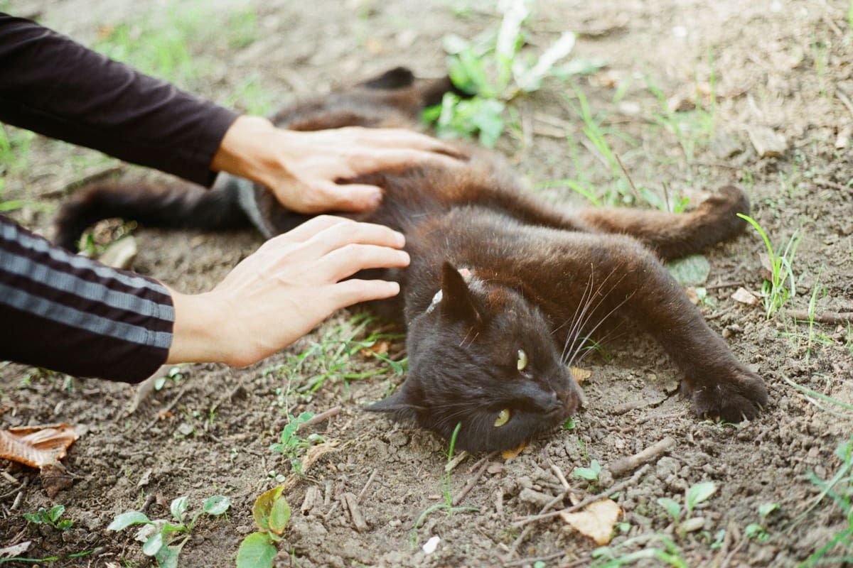 Qué dice la psicología de las personas que acarician siempre a los gatos