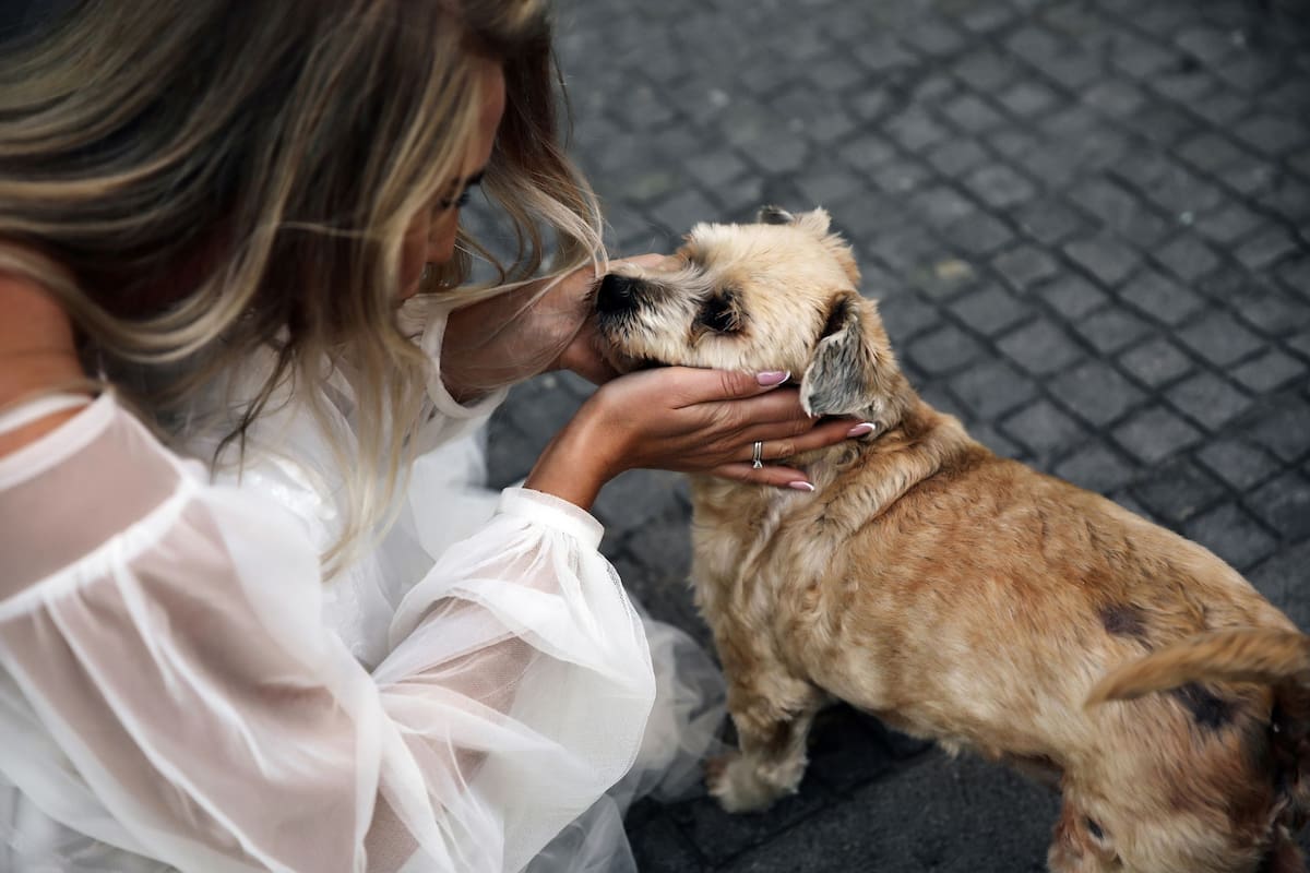 Qué dice la psicología sobre las personas que acarician a todos los perros que encuentran en la calle (Foto: Freepik)