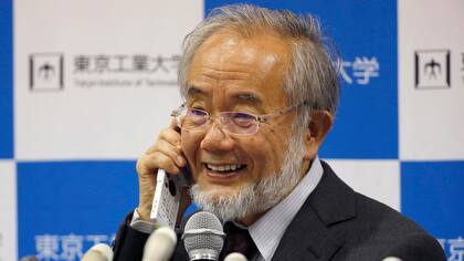 ¿Qué dijo Ohsumi al enterarse que era el nuevo Nobel de Medicina?