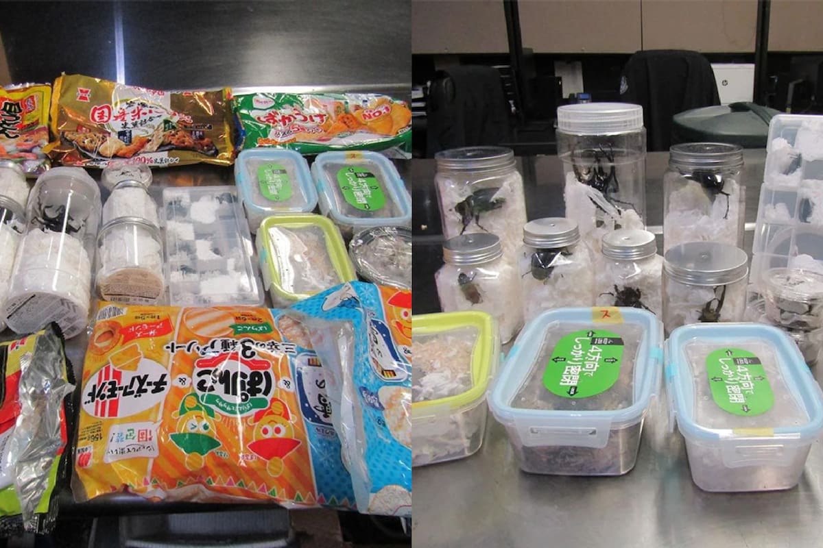 Qué encontró la CBP entre los snacks que ingresaban a Estados Unidos desde Japón