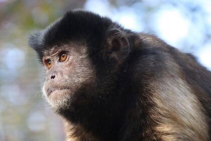 Qué es la viruela del mono, que acaba de aparecer en Reino Unido