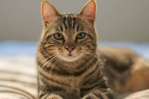 Qué función tienen los bigotes de los gatos en su cuerpo