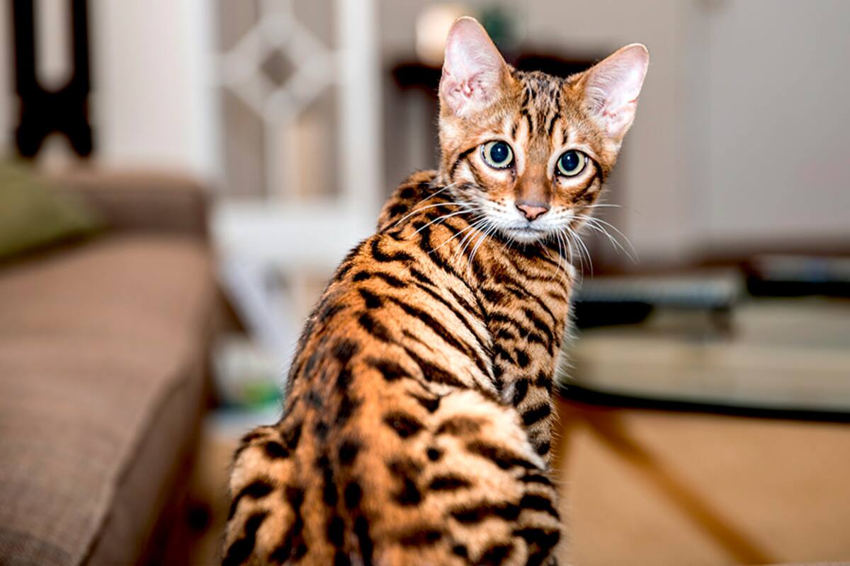 ¿Qué función tienen los bigotes de los gatos en su cuerpo?