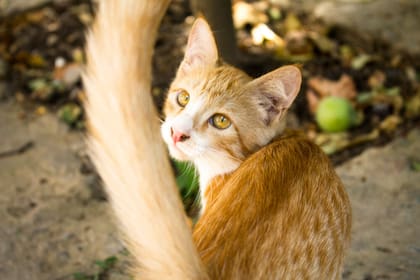 ¿Qué función tienen los bigotes de los gatos en su cuerpo?