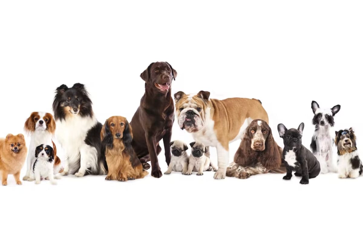 Qué hace que los perros sean agresivos: ¿las razas o la educación?