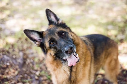 ¿Qué hacer si tu perro se atraganta?