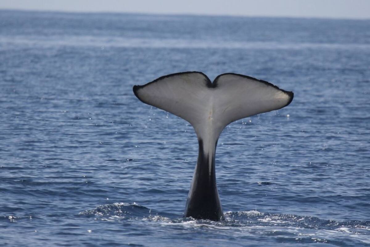 ¿Qué hay detrás de estos ataques?