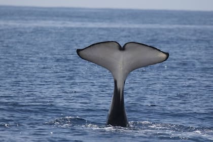 ¿Qué hay detrás de estos ataques?