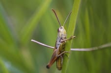 Qué significa escuchar grillos en tu casa o jardín durante la noche