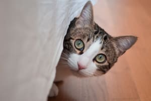 Por qué los gatos se esconden debajo de la cama y cuándo hay que prestar atención