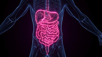 ¿Qué le ocurre al metabolismo durante el ayuno?