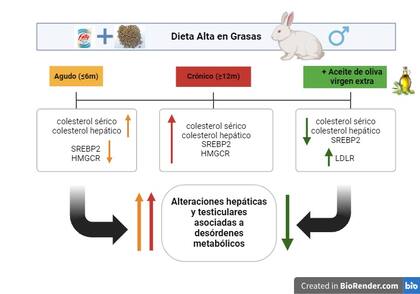 Qué le sucede al organismo con las dietas altas en grasas