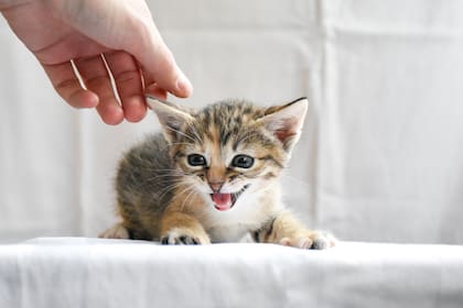Que los gatos reciban menos atención no significa que sea un fenómeno generalizado