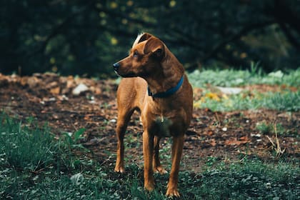 Que los perros puedan retornar a su hogar sin ayuda es un hecho que sigue causando intriga a los veterinarios (imagen ilustrativa)