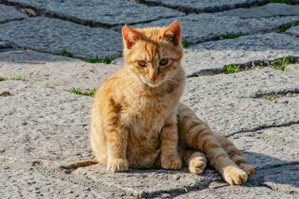 Qué medidas tener en cuenta si encontrás un gato perdido en la vía pública