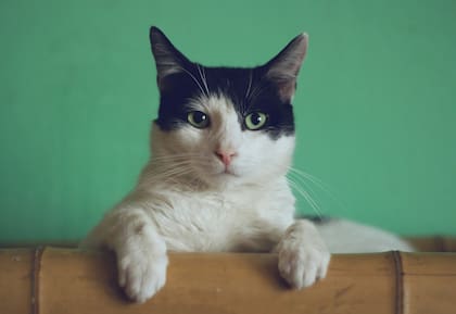 Qué olores pueden hacer que tu gato huya