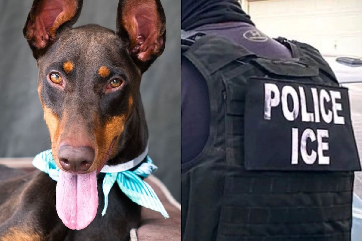 Qué pasa con los animales cuando sus dueños son detenidos o deportados por el ICE