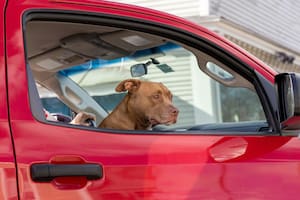 Qué pasa con tu perro si lo olvidás dentro del auto
