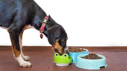 Qué pasa si tu perro come comida de gato