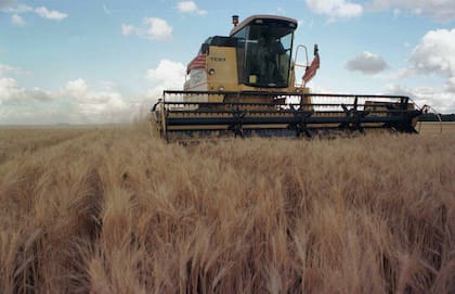 De los 3,60 millones de toneladas previstos inicialmente, en el Estado de Paraná ahora se prevé cosechar 2,60 millones, según datos del Departamento de Economía Rural de Paraná