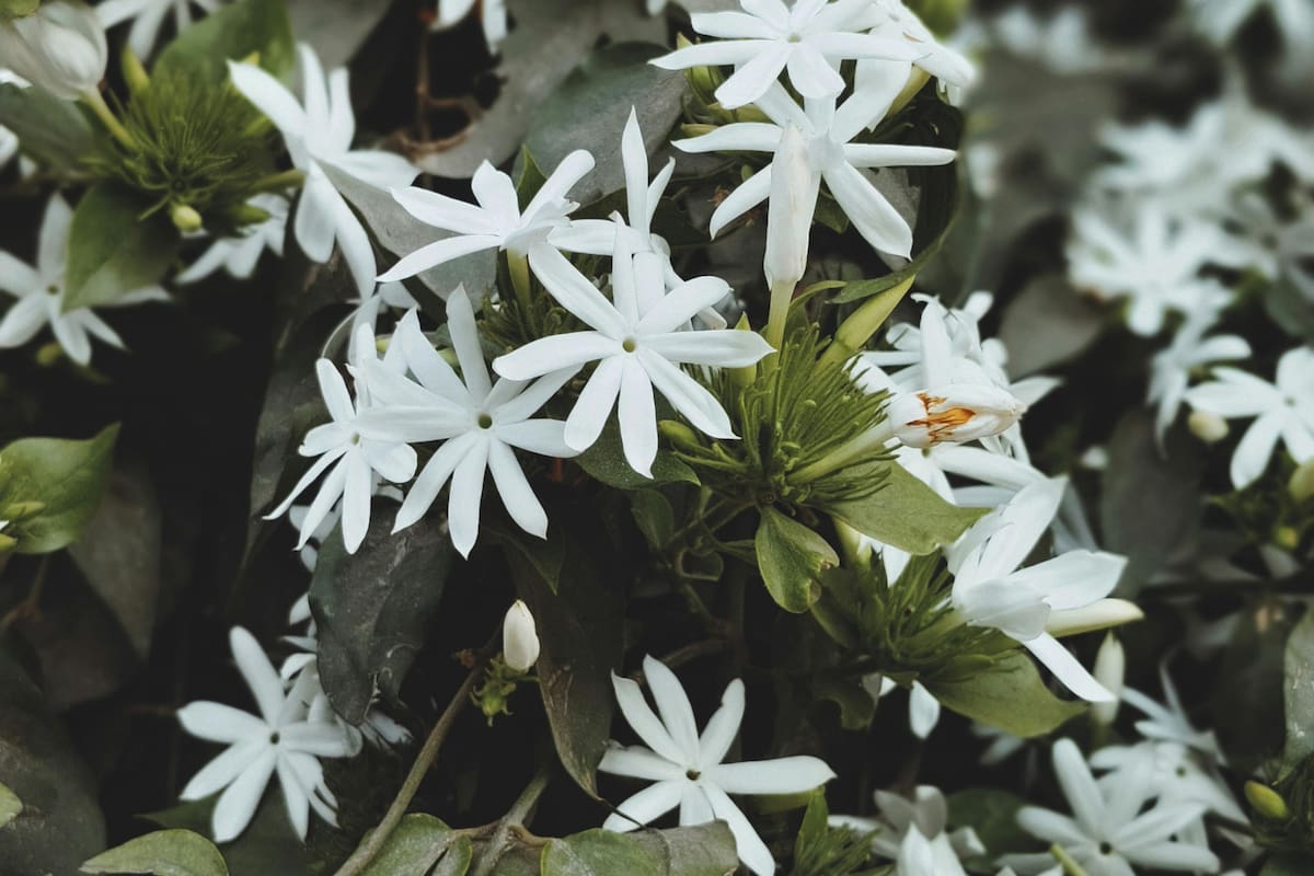 Qué plantas florecen de noche y cómo cuidarlas