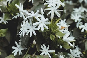 Qué plantas florecen de noche y cómo cuidarlas