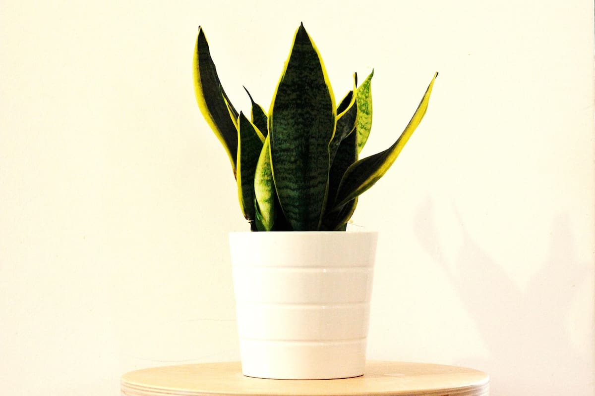 ¿Qué plantas sobreviven con poco cuidado en casa? Tres opciones que toleran baja luz