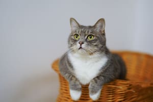 Qué puede comer un gato en su primer mes de vida, según expertos