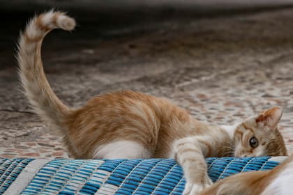 Qué quiere decir que el gato mueva su cola