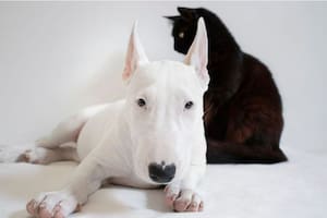 Qué quieren comunicar los gatos y perros con su lenguaje corporal