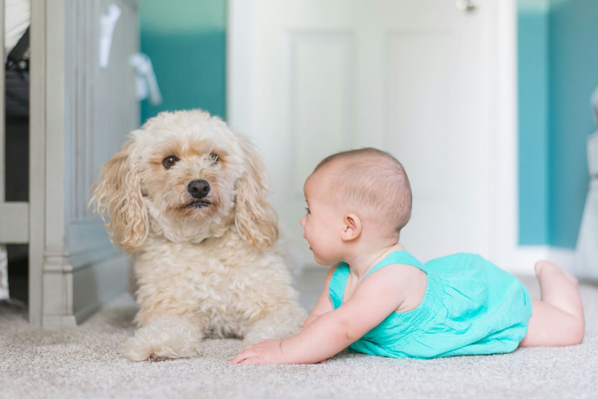 Qué raza adoptar si tenés niños